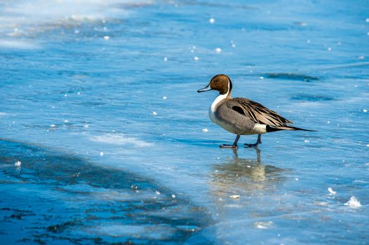 A Northern Pintail on Blue Water