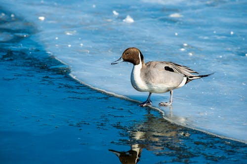 Brown and White Pintail on Water With Reflection