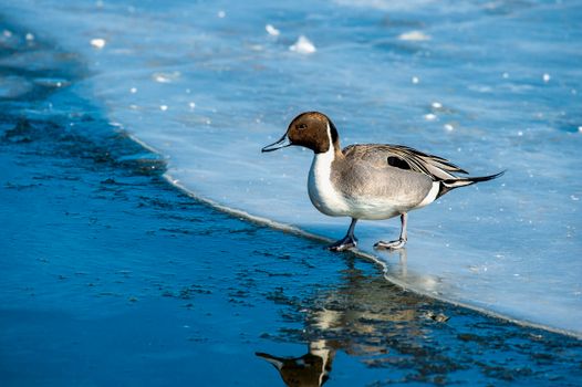 Brown and White Pintail on Water With Reflection