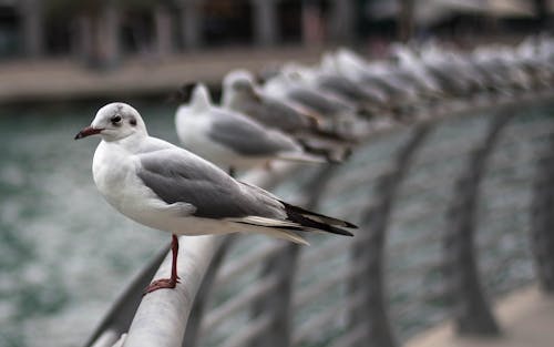 Zwerm Vogels