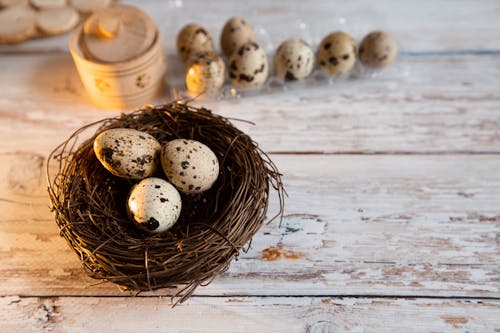 Quail eggs in nest placed on timber table in farm