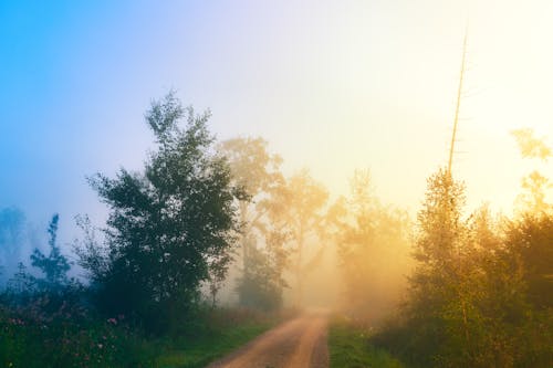 Forest in Sun