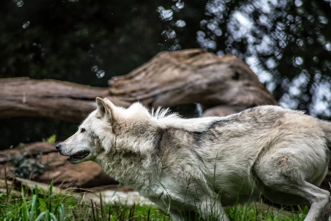 무료 회색과 흰색 늑대 스톡 사진