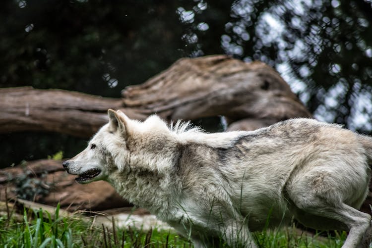 Gray And White Wolf