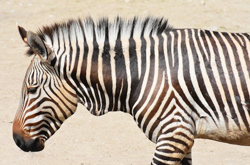 Close Up Shot Of A Zebra