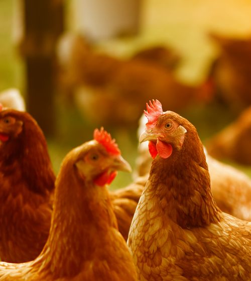 Free A group of chickens with reddish-brown plumage in a sunny farmyard setting. Stock Photo