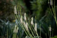 White Leaf Plant during Daytime