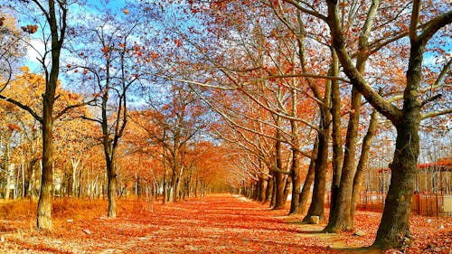 Тротуар, покрытый красным листом между деревьями