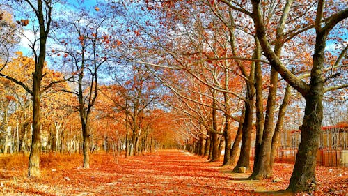 Pavé Recouvert De Feuilles Rouges Entre Les Arbres