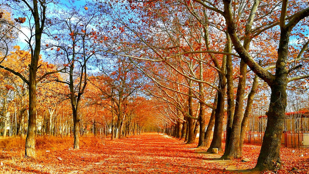 Free Pave Covered on Red Leaf Between Trees Stock Photo