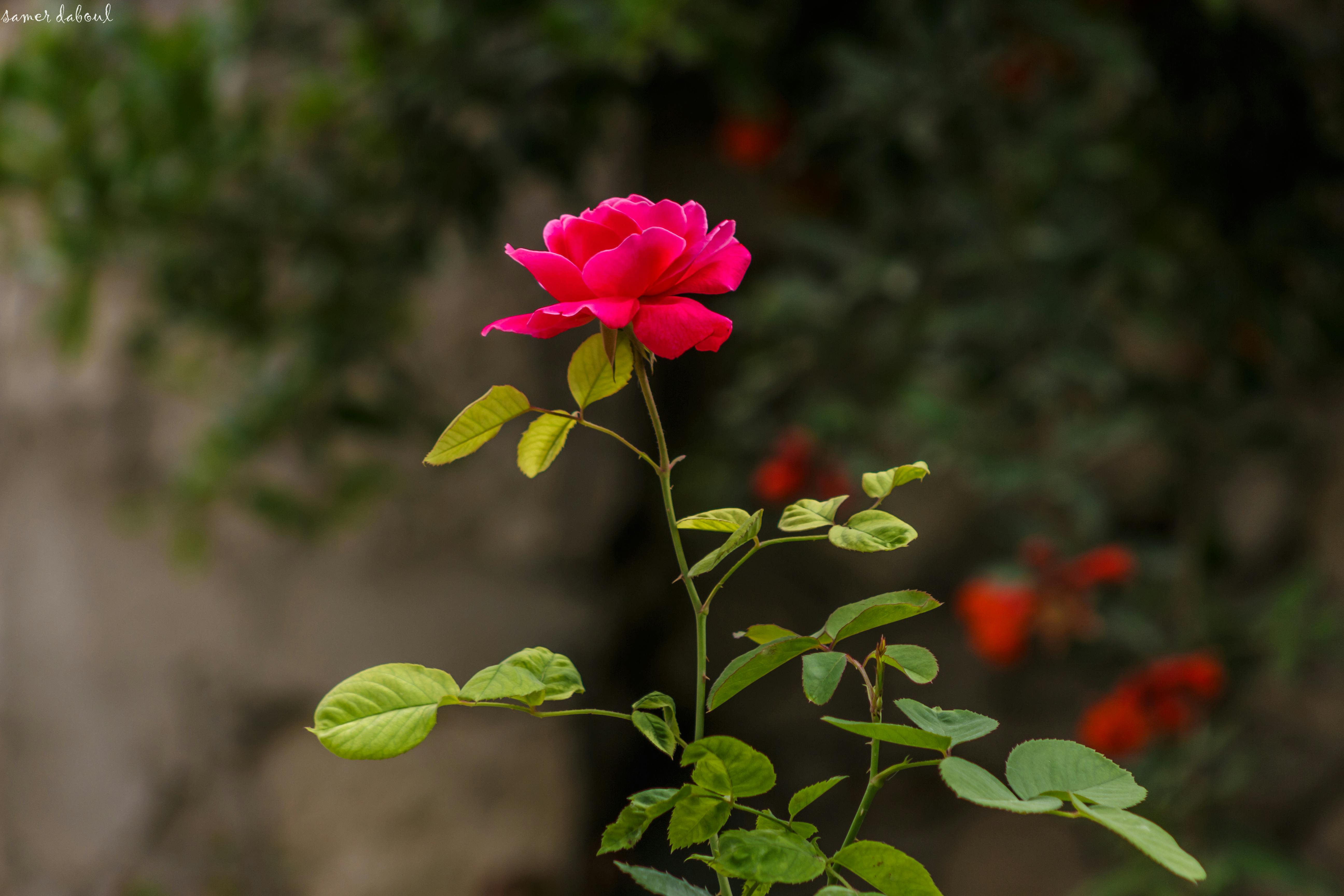 Red Rose Free Stock Photo