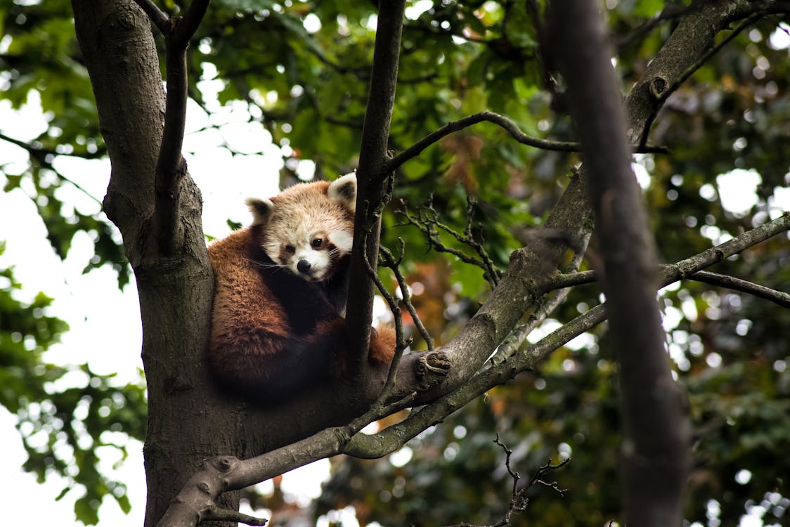 Gratis lagerfoto af dyr, natur, rød panda Lagerfoto