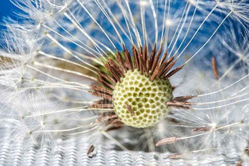 Dandelion Flower in Macro Shot Photography