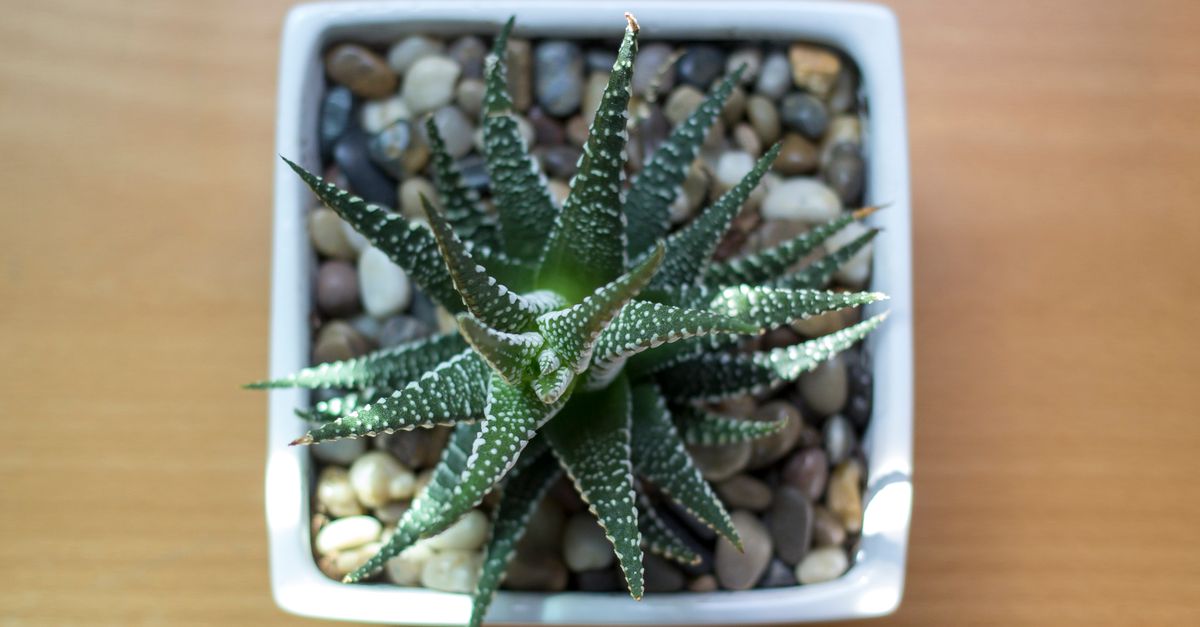 Vista de cima de uma suculenta Haworthia em um pequeno vaso quadrado branco preenchido com pedrinhas.