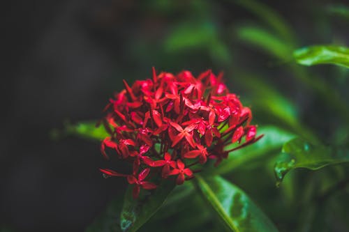 無料 赤い花のクローズアップ写真 写真素材