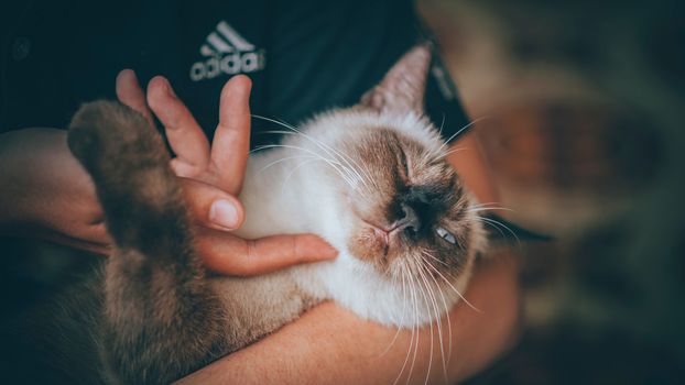 斯芬克斯猫在室内享受着温柔的拥抱，传递着爱与温暖
