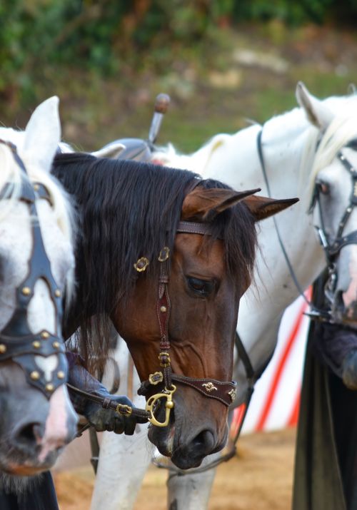 Free Close-up of horses in a natural setting, showcasing equine beauty and grace. Stock Photo