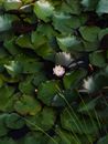 Beautiful Pygmy Water-Lily Surrounded by Green Leaves