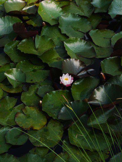 Free A single pink waterlily bloom among dense green lily pads, creating a serene natural scene. Stock Photo