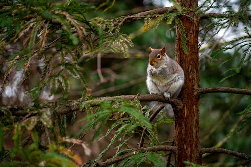 Free A Squirrel on the Branch of a Tree Stock Photo