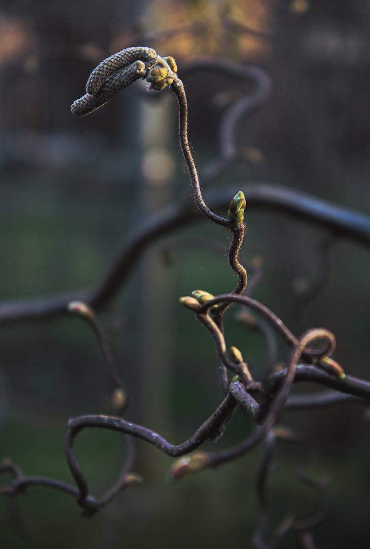 A Corkscrew Hazel Stem In Close-up Shot