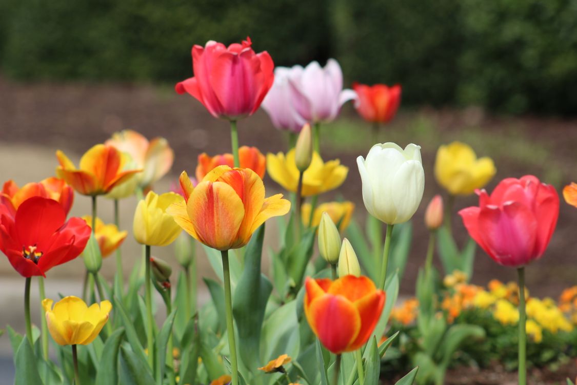 2 000 Best Tulips Photos 100 Free Download Pexels Stock Photos 2-000-best-tulips-photos-100-free-download-pexels-stock-photos