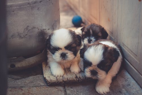 Beyaz Ve Kahverengi Yavru Köpekler