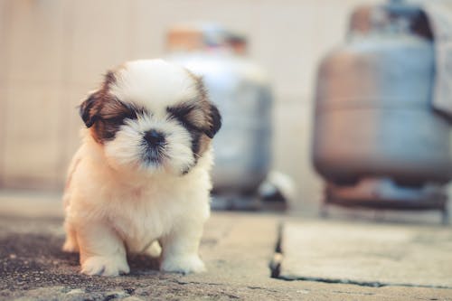 White and Brown Long Coated Puppy Macroshot Photography