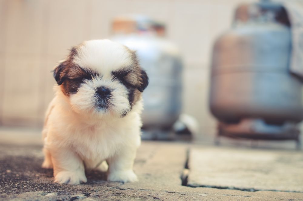 Small fluffy puppy looking at the camera