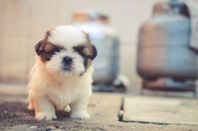 Fluffy puppy