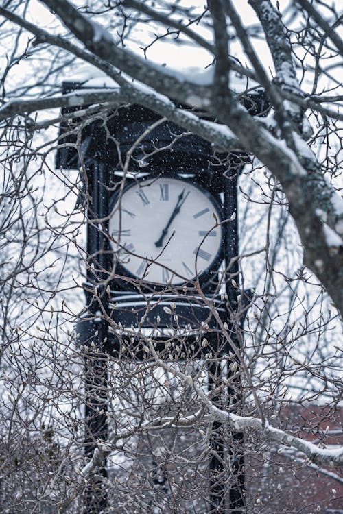 Free stock photo of blue, branches, frozen