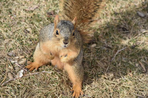 Squirrel on Ground