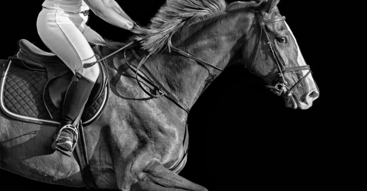 Free stock photo of equastrian, horse, horse head