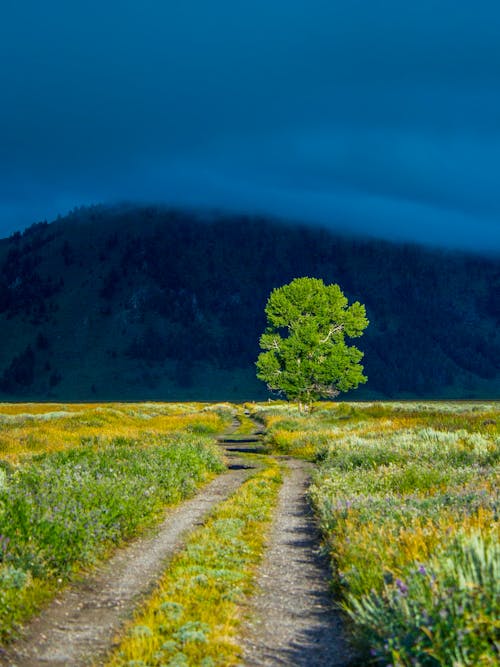 Grüner Blattbaum Auf Grünem Gras Nahe Berg