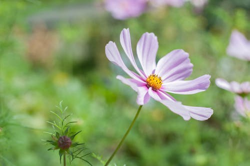 Безкоштовне стокове фото на тему «весна, квітка, Природа» стокове фото