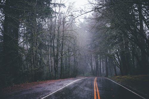 Empty scenic asphalt misty roadway going through autumn foggy gloomy forest on cloudy day