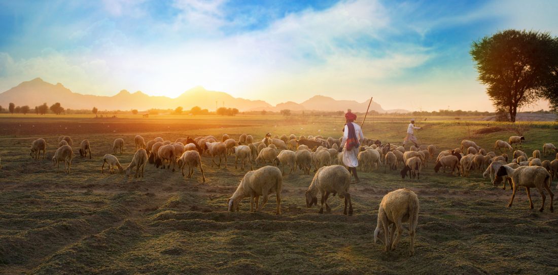 Sheep on a farm during sunrise