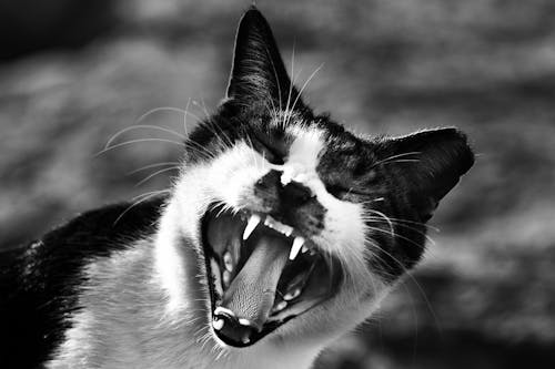 貓張嘴的灰度照片