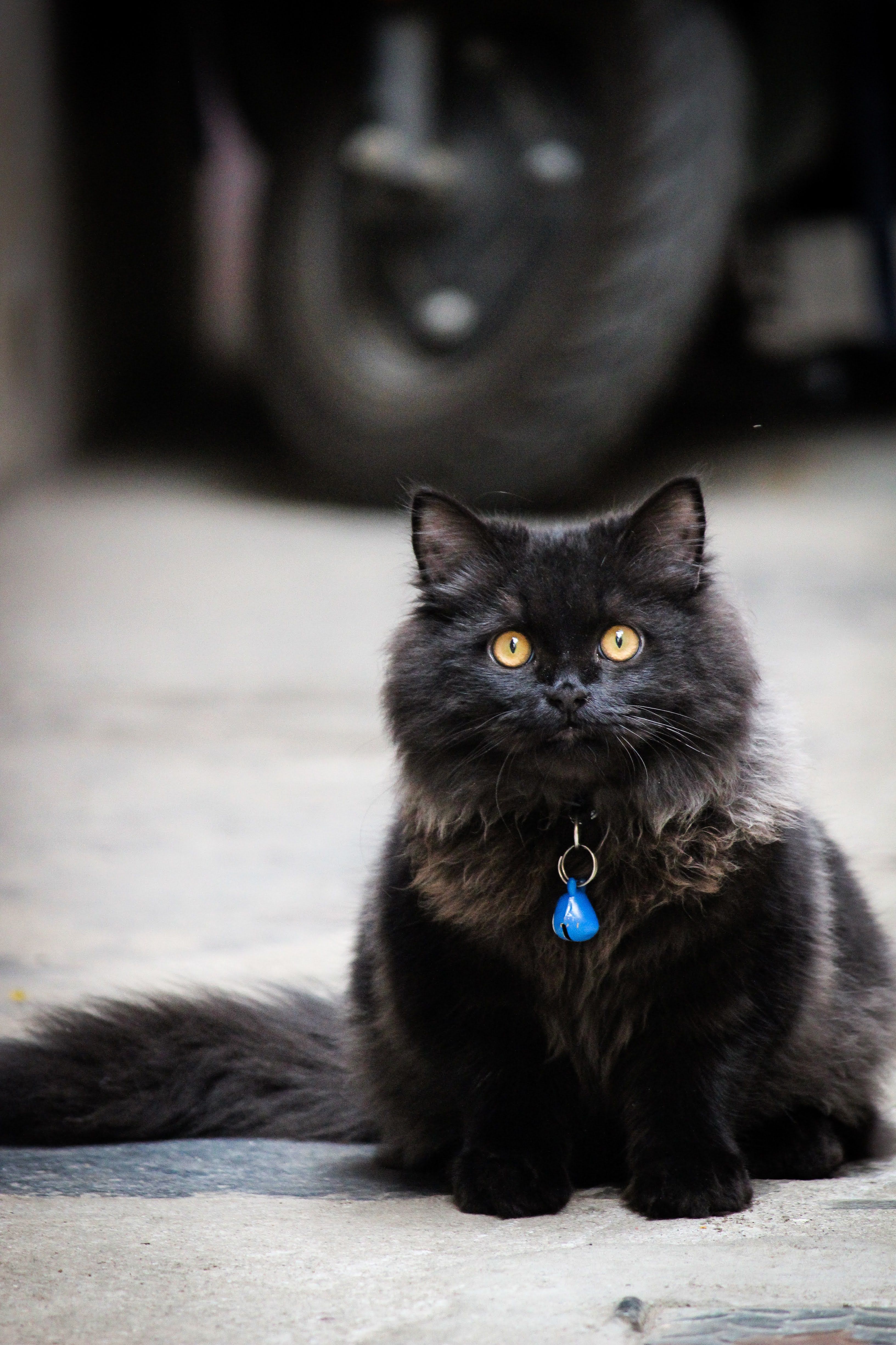 A Black Cat with Orange Eyes · Free Stock Photo