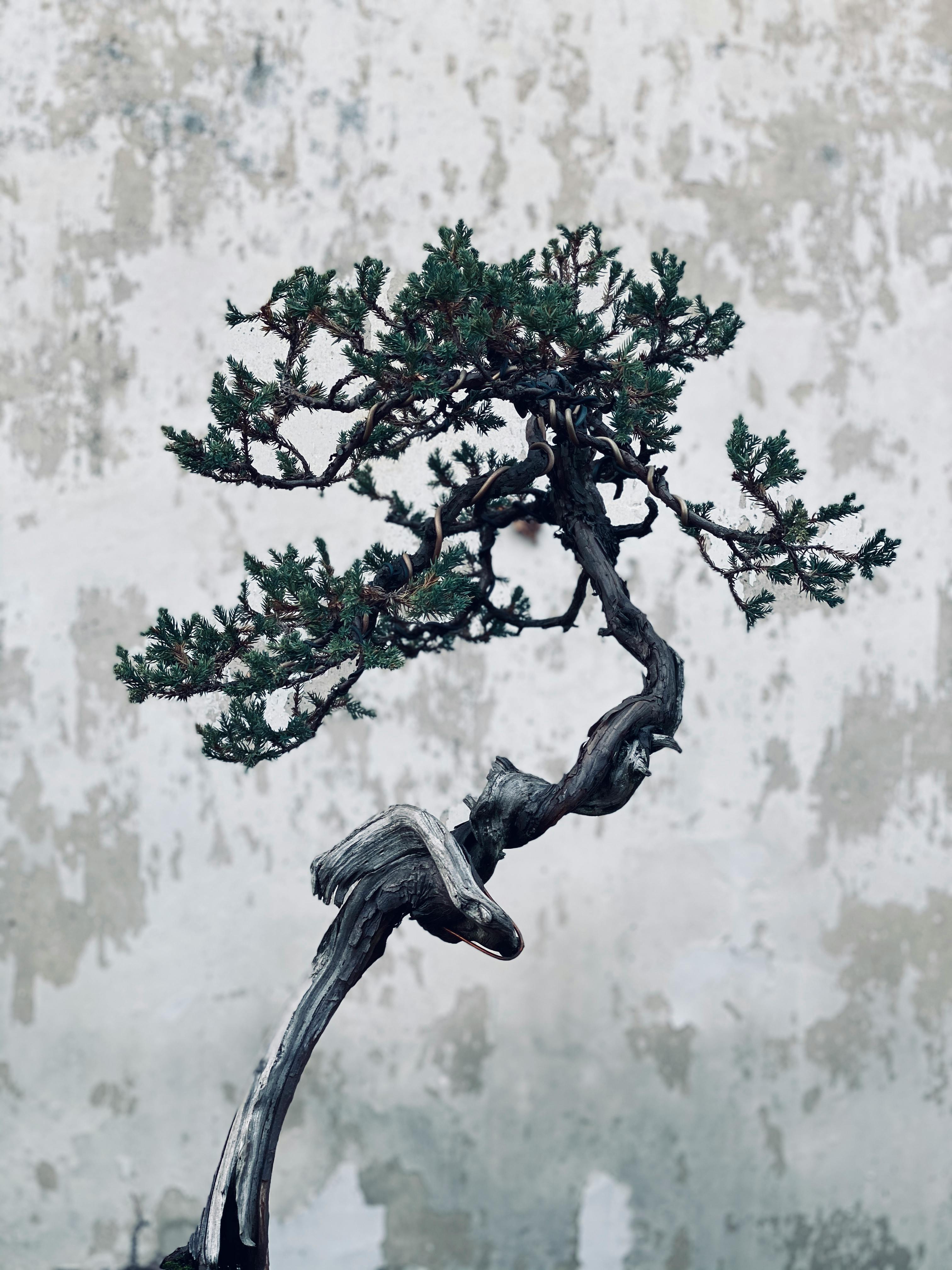 HD wallpaper bonsai tree japan small miniature growth plant bonsai  tree  Wallpaper Flare