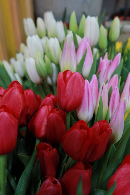 Бесплатное стоковое фото с tulipa, выборочный фокус, заводская фотография