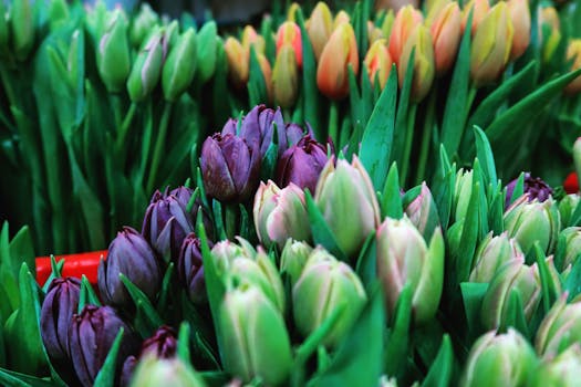 Vibrant tulips on display, showcasing diverse colors and freshness in a Beijing market.