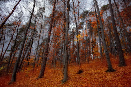 Imagine de stoc gratuită din arbori, fotografie cu unghi mic, frunze căzute