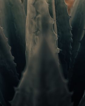 Aloe plant with spiky needles in darkness