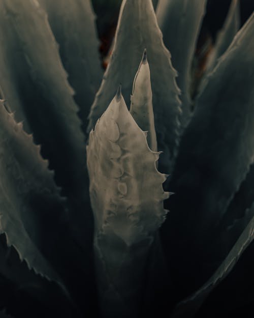Spiky leaves of verdant aloe plant