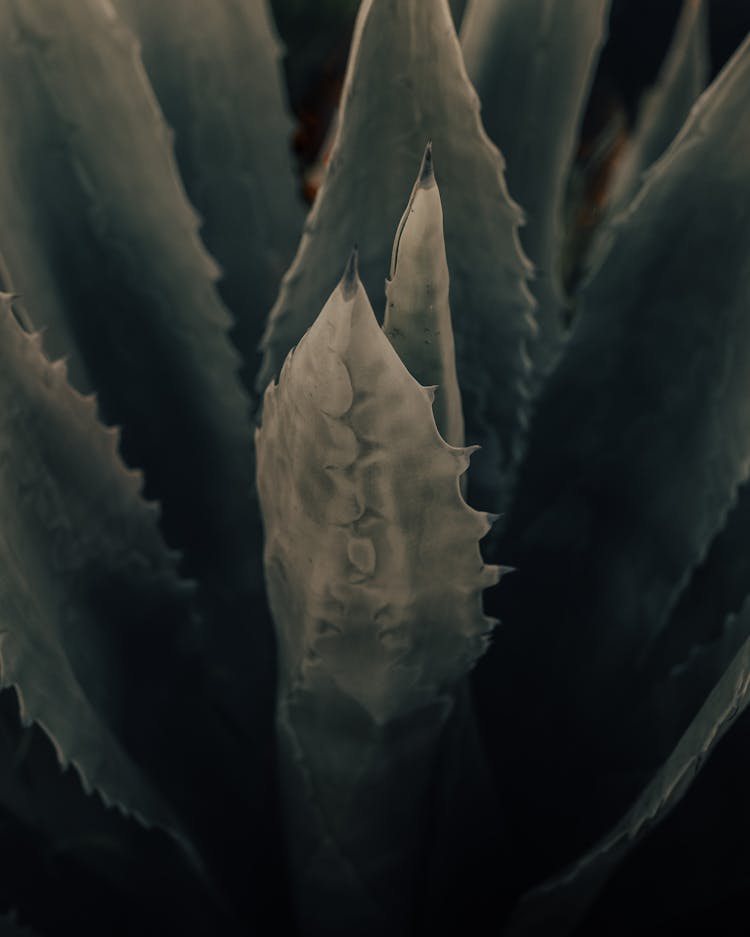 Spiky Leaves Of Verdant Aloe Plant