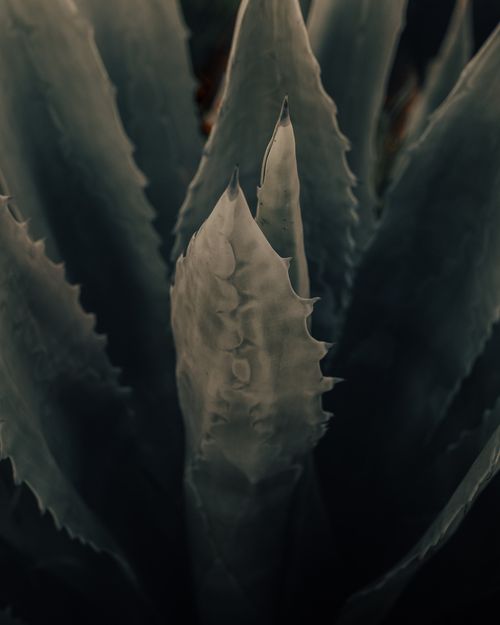 Free From above lush green aloe plant with spiky edges growing in dark garden Stock Photo