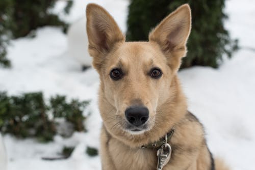 Free Close-up Shot of a Dog Stock Photo