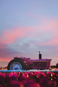 在俄勒冈州伍德伯恩风景如画的日落时分，一辆惊艳的粉红色拖拉机停放在生机勃勃的郁金香田间