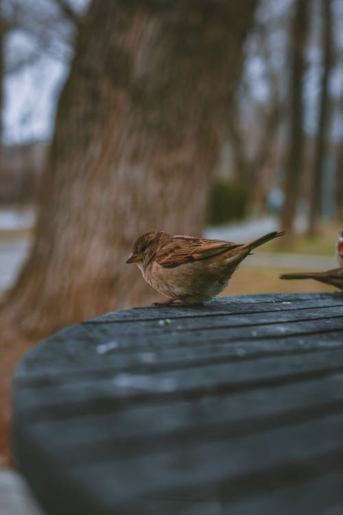 Free Small bird on wooden table in park Stock Photo